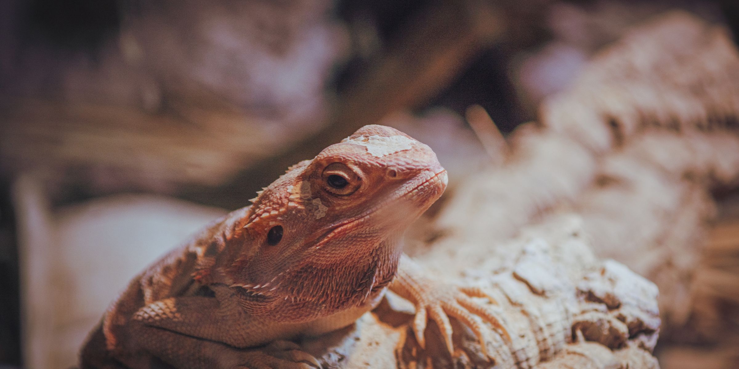 Animali esotici