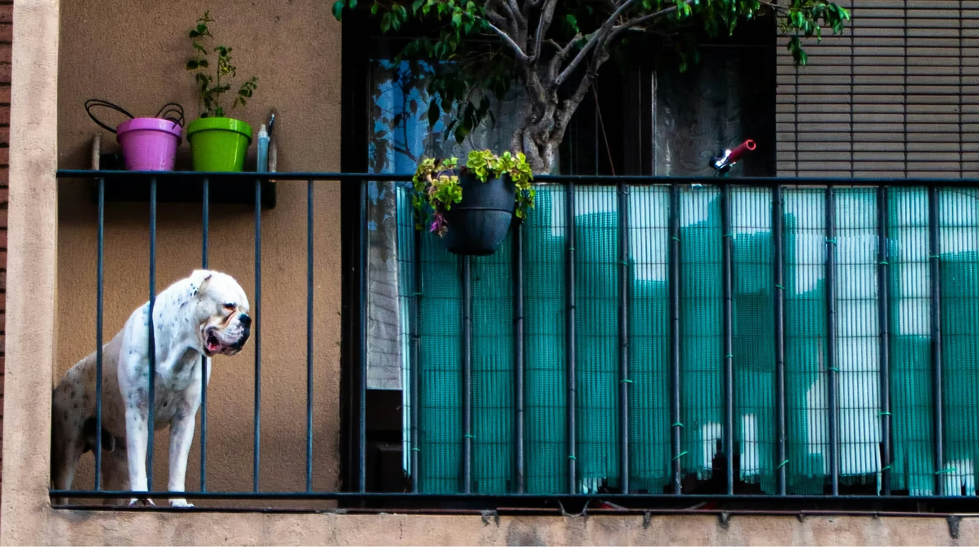 Cane sul balcone