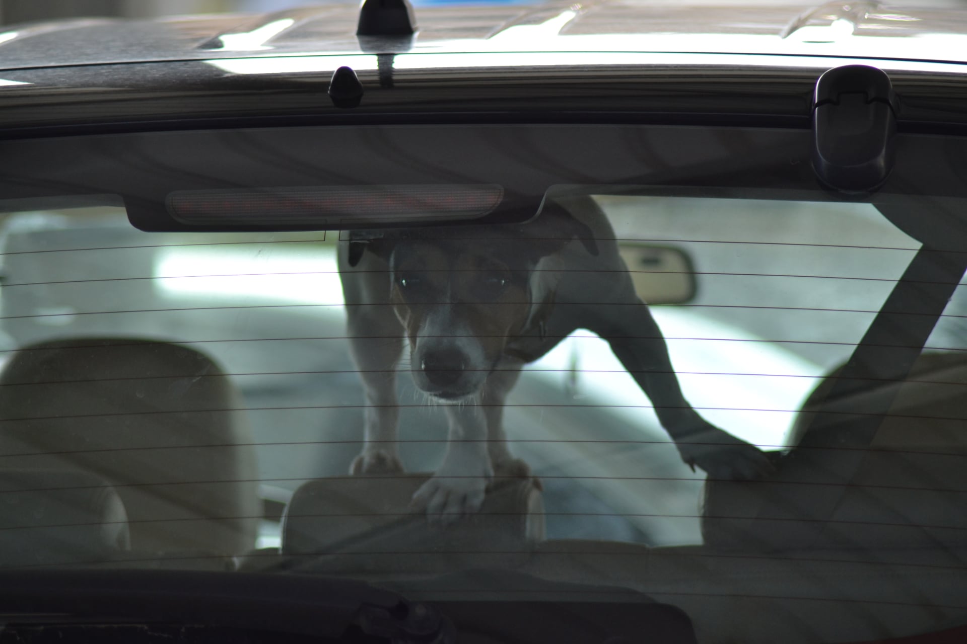 Cane lasciato in auto in estate