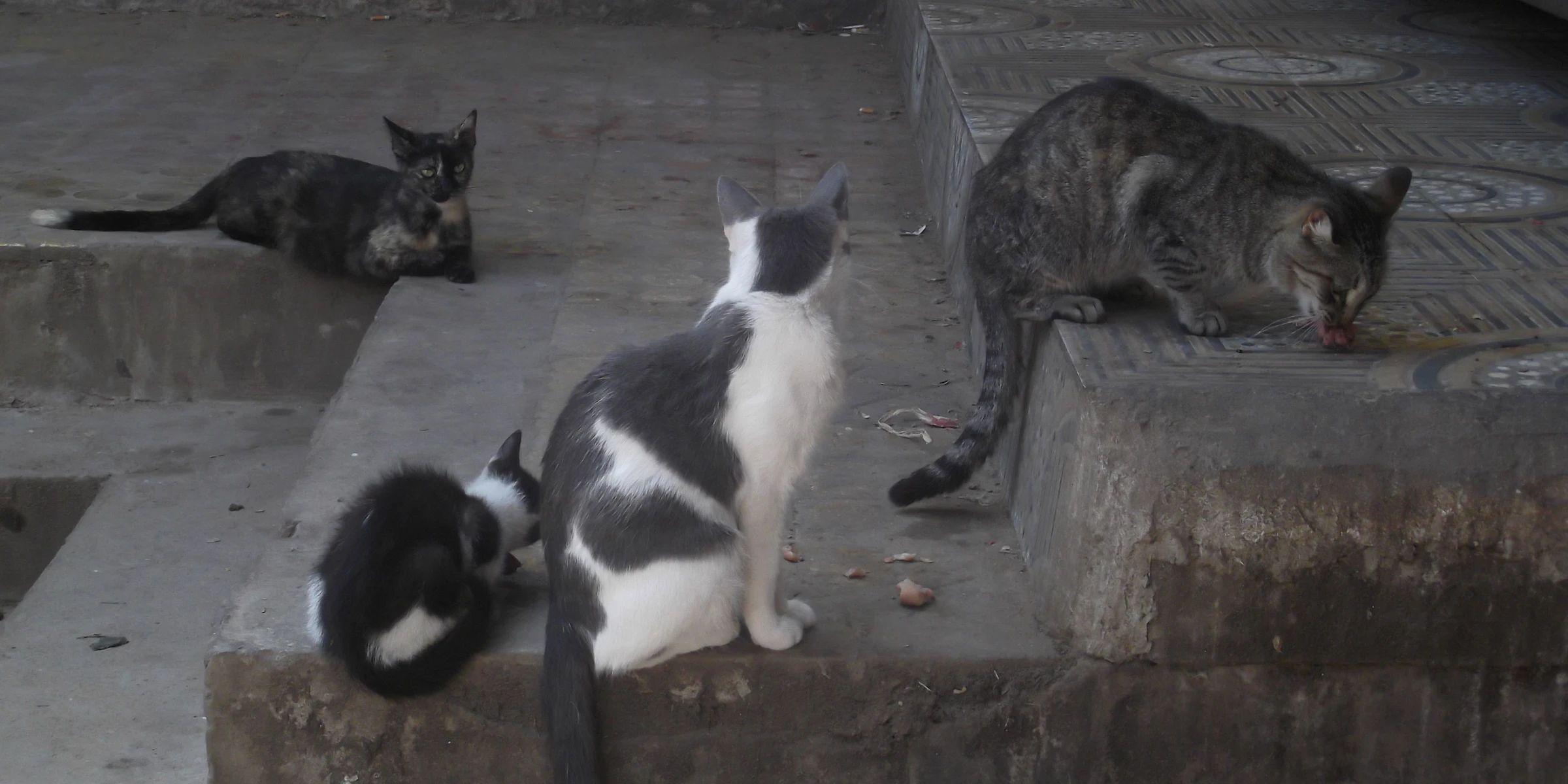 Colonie feline